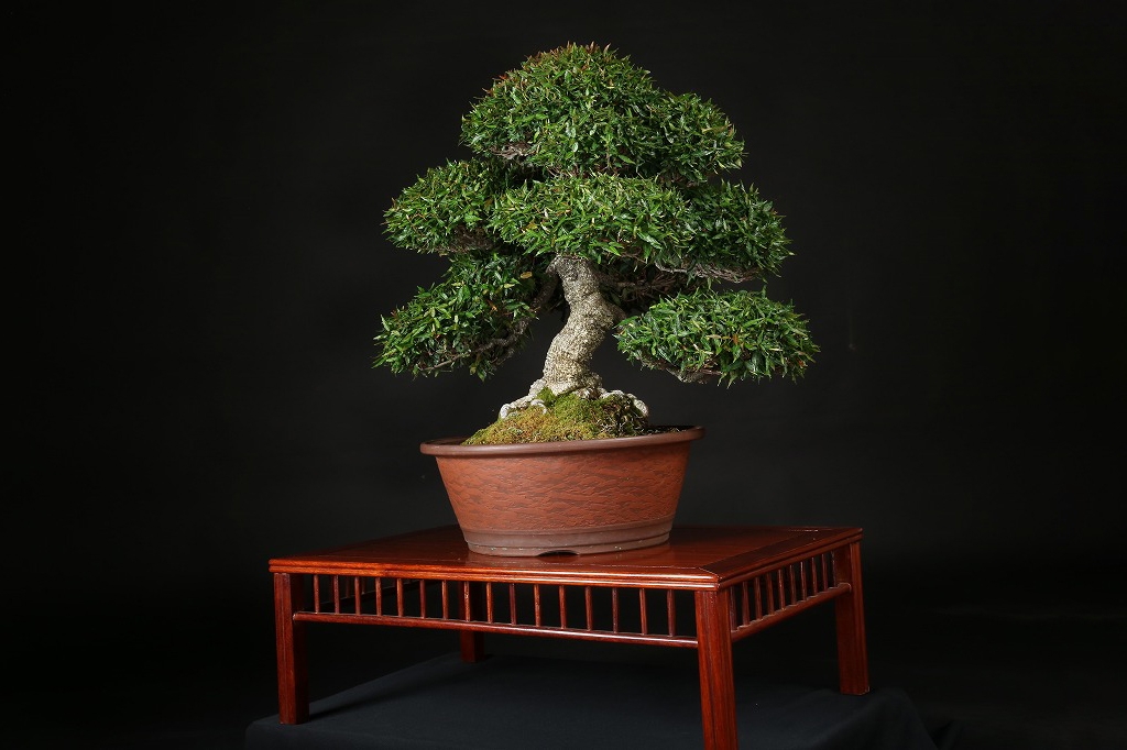 縮緬葛 約60年 | 雨竹亭オンラインショップ