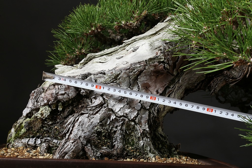 超希少大人気の黒松の60年越えの代物 棚枝も段々になってますが枯れて