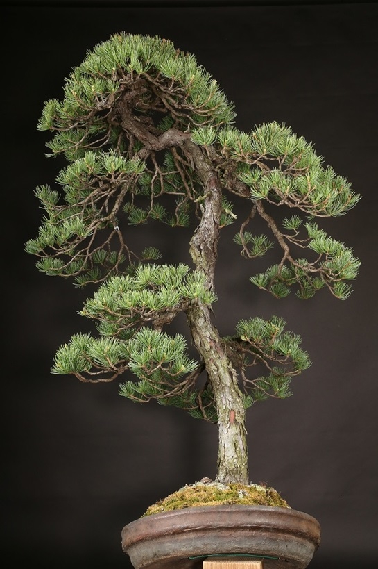 五葉松 約120年 | 雨竹亭オンラインショップ