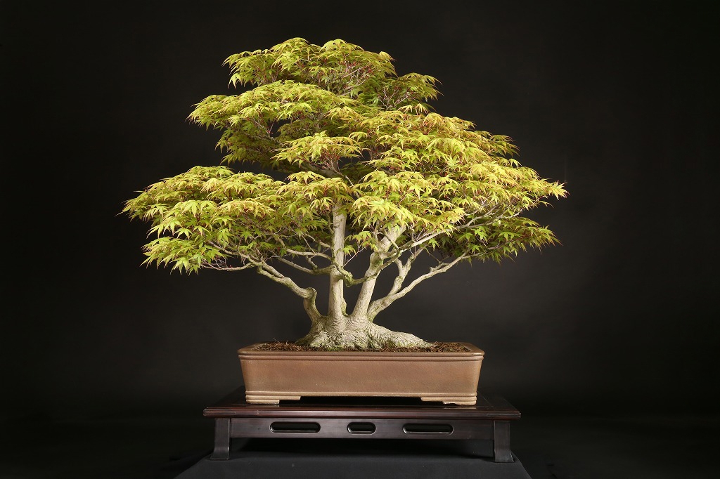 山もみじ 約70年 | 雨竹亭オンラインショップ