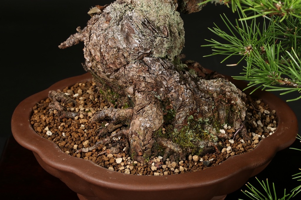 黒松 約70年 | 雨竹亭オンラインショップ