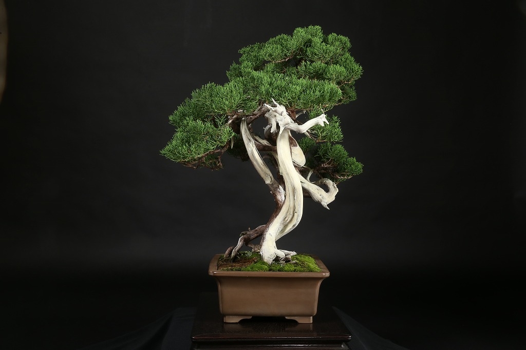 糸魚川真柏 約120年 | 雨竹亭オンラインショップ