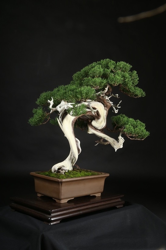 糸魚川真柏 約120年 | 雨竹亭オンラインショップ