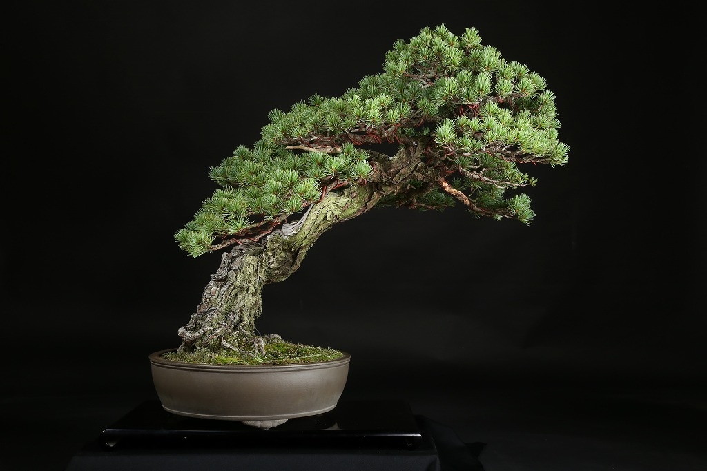 五葉松 約100年 | 雨竹亭オンラインショップ