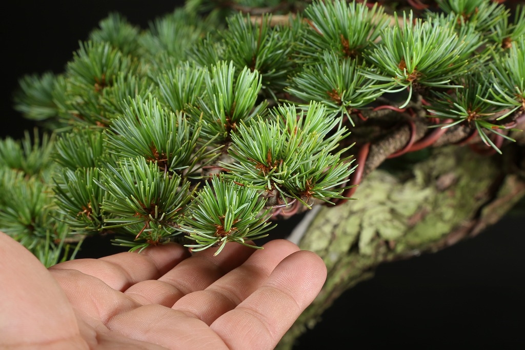 五葉松 約100年 | 雨竹亭オンラインショップ