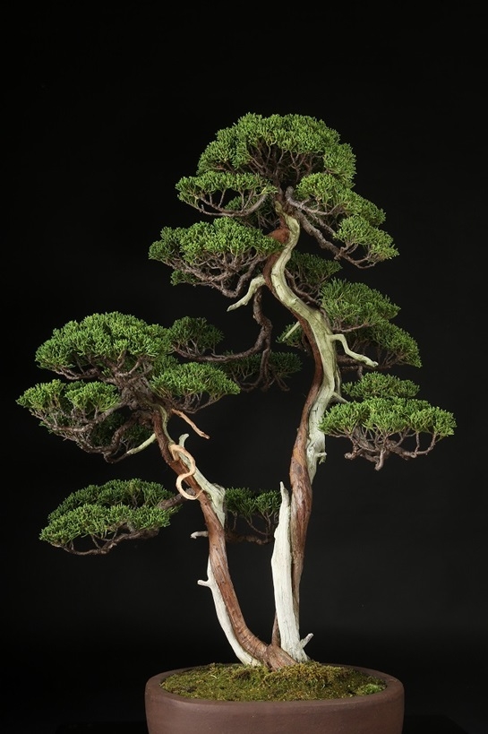 真柏 約80年 | 雨竹亭オンラインショップ