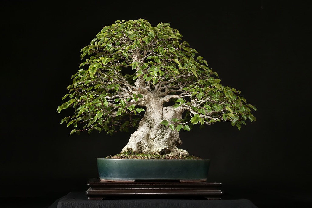 イワシデ 約120年 | 雨竹亭オンラインショップ