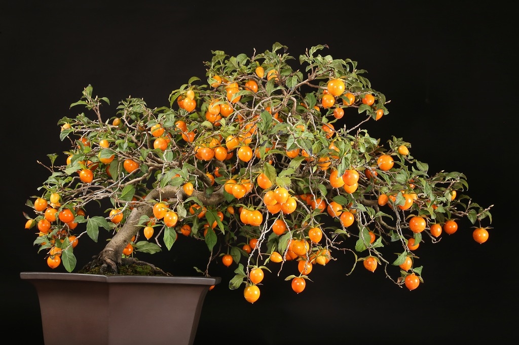 老爺柿 約35年 | 雨竹亭オンラインショップ