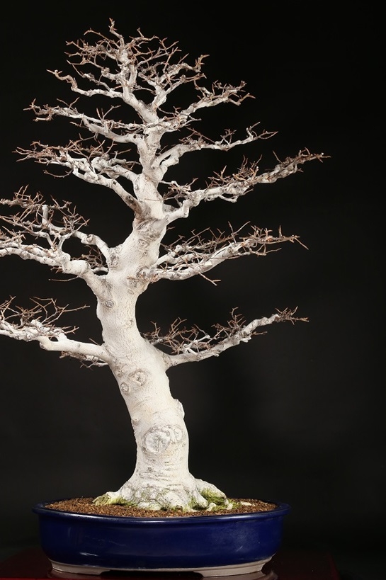 富士ブナ 約70年 | 雨竹亭オンラインショップ