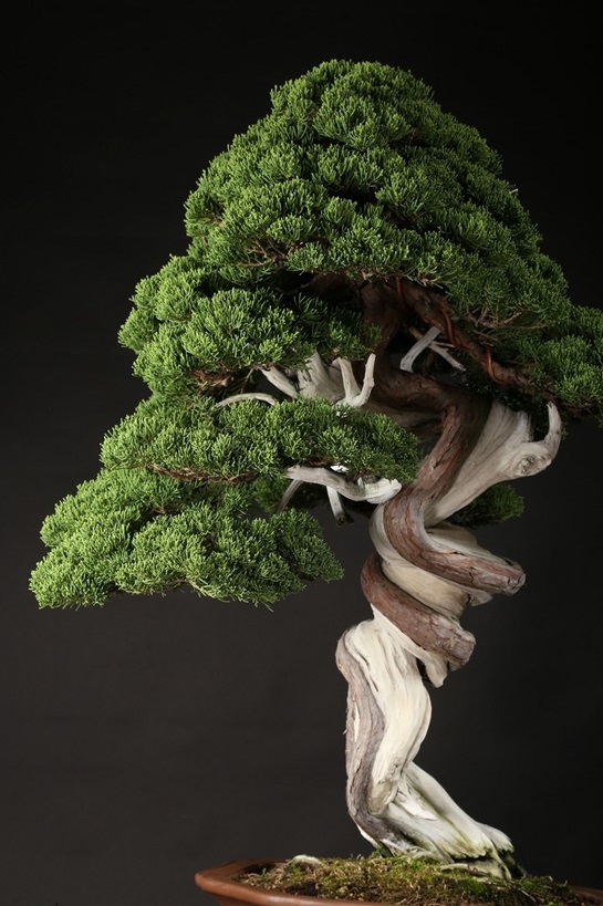 真柏 約200年 | 雨竹亭オンラインショップ