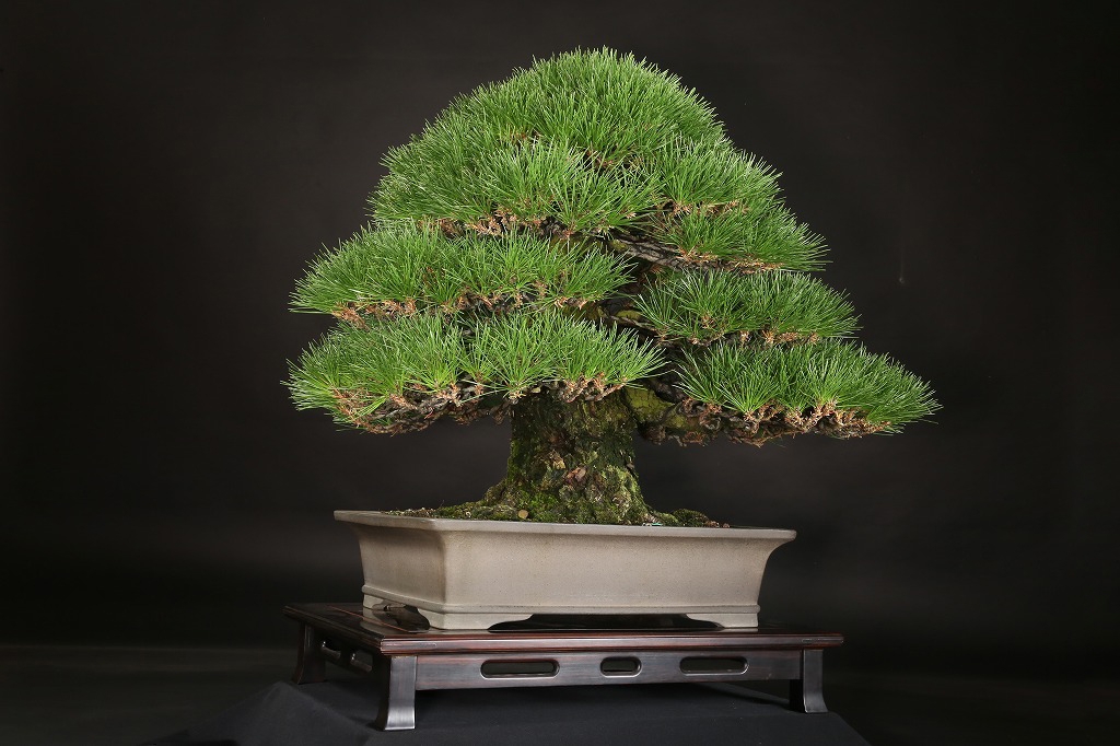 三河黒松 約80年 | 雨竹亭オンラインショップ