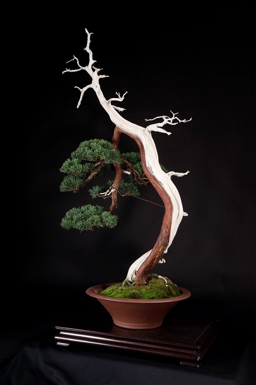 真柏 約70年 | 雨竹亭オンラインショップ