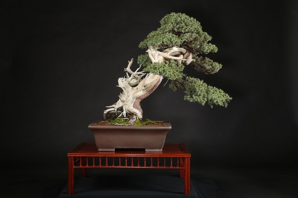 杜松 約150年 | 雨竹亭オンラインショップ