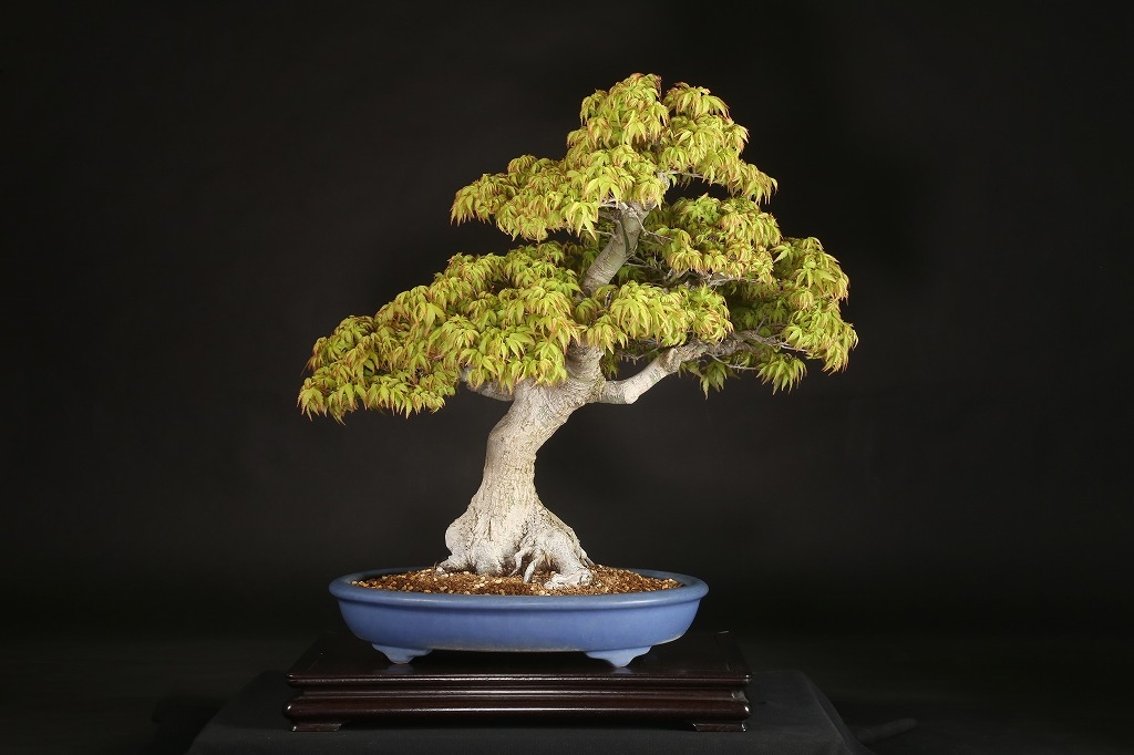 もみじ（清姫）約60年 | 雨竹亭オンラインショップ