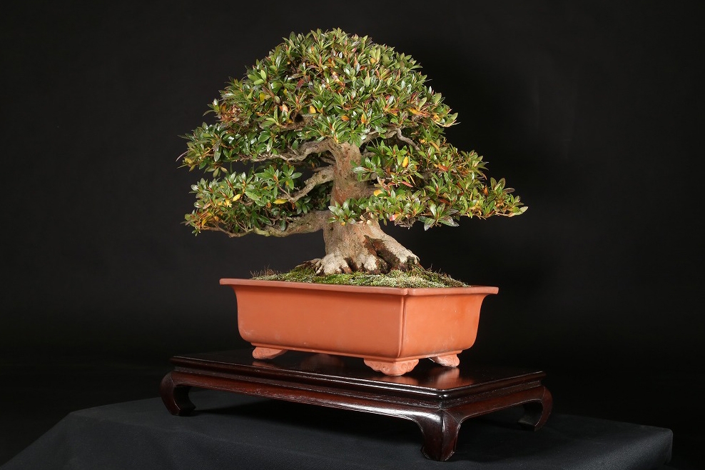 サツキ（珍山）約50年 | 雨竹亭オンラインショップ