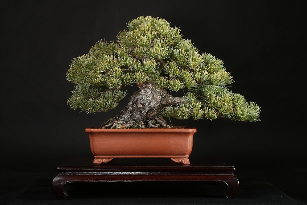 那須五葉松 約60年 | 雨竹亭オンラインショップ