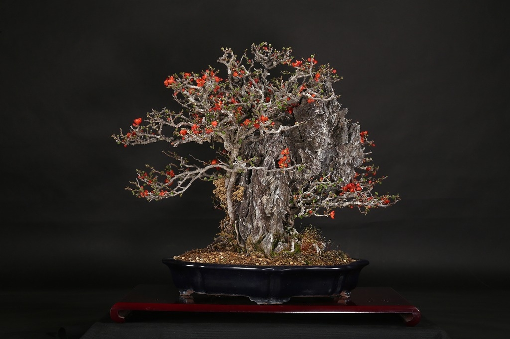 長寿梅石付 約40年 | 雨竹亭オンラインショップ