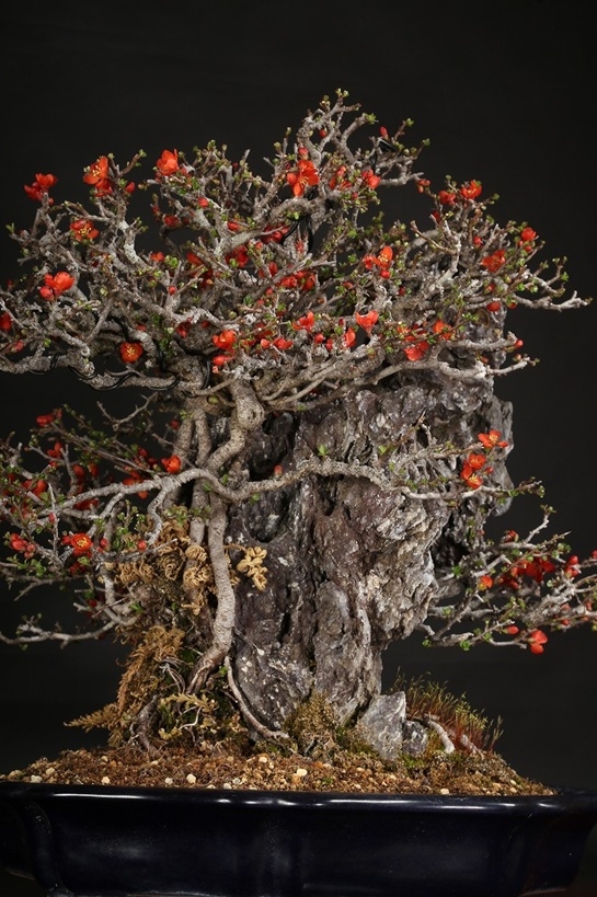 長寿梅石付 約40年 | 雨竹亭オンラインショップ