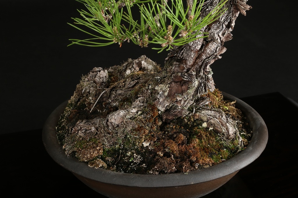 黒松 約80年 | 雨竹亭オンラインショップ