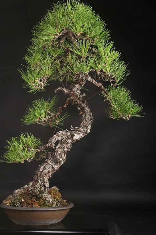 黒松 約80年 | 雨竹亭オンラインショップ