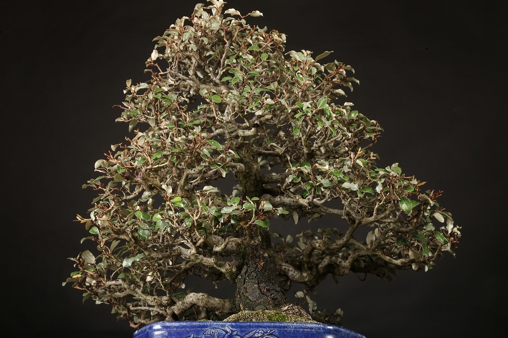 寒グミ 約60年 | 雨竹亭オンラインショップ