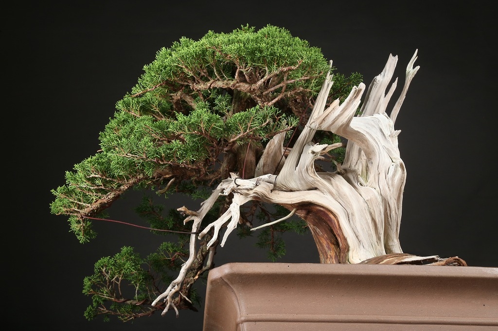 真柏 約200年 | 雨竹亭オンラインショップ