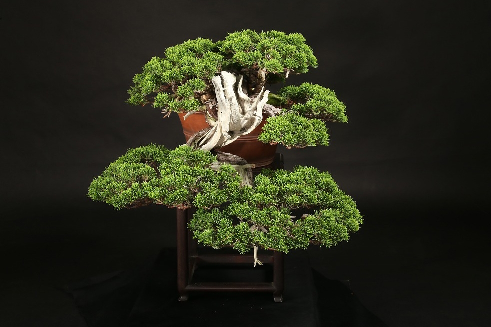 真柏 約120年 | 雨竹亭オンラインショップ