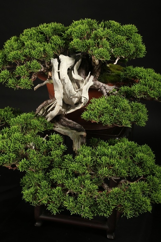 真柏 約120年 | 雨竹亭オンラインショップ