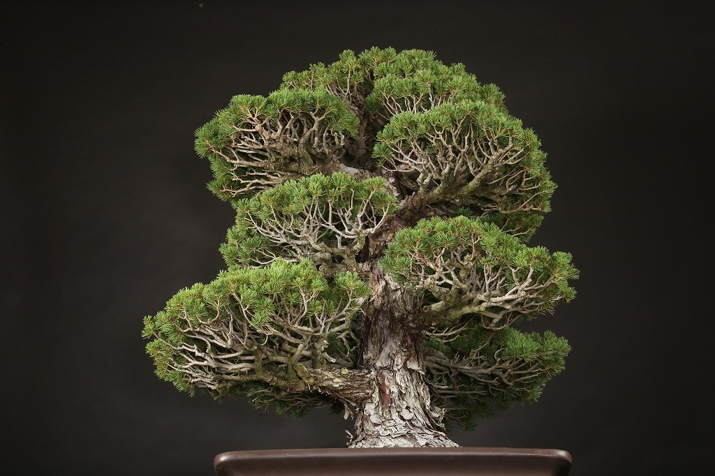 五葉松(瑞祥) 約60年 | 雨竹亭オンラインショップ