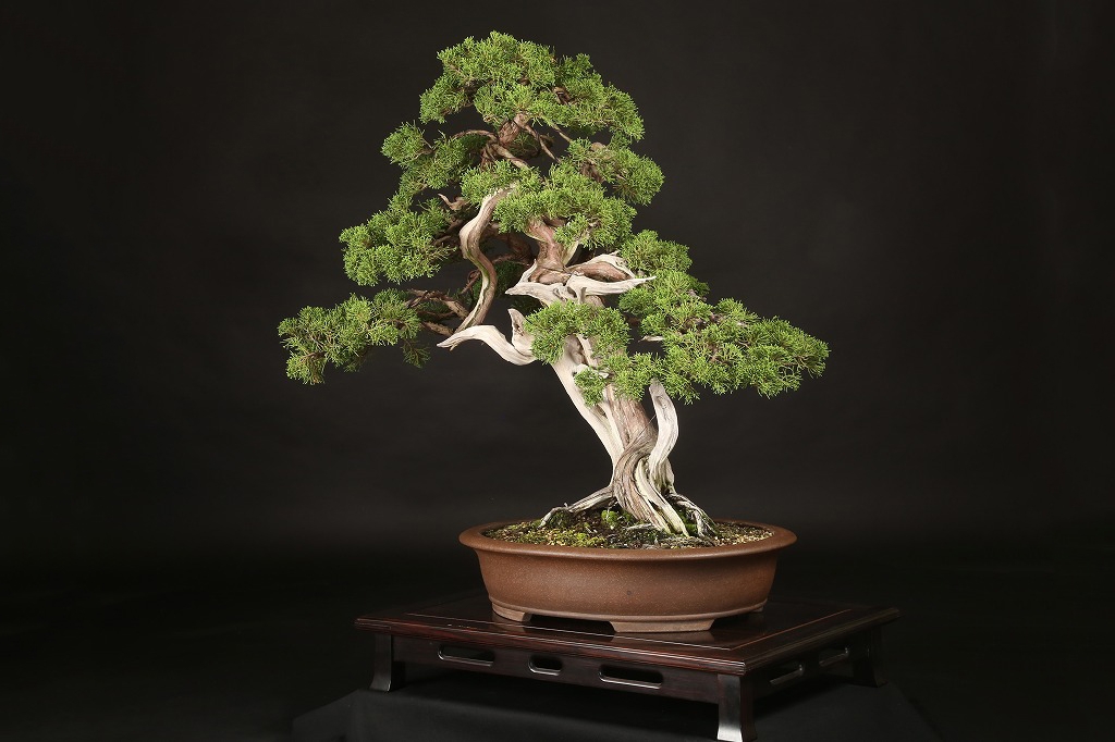 真柏 約200年 | 雨竹亭オンラインショップ