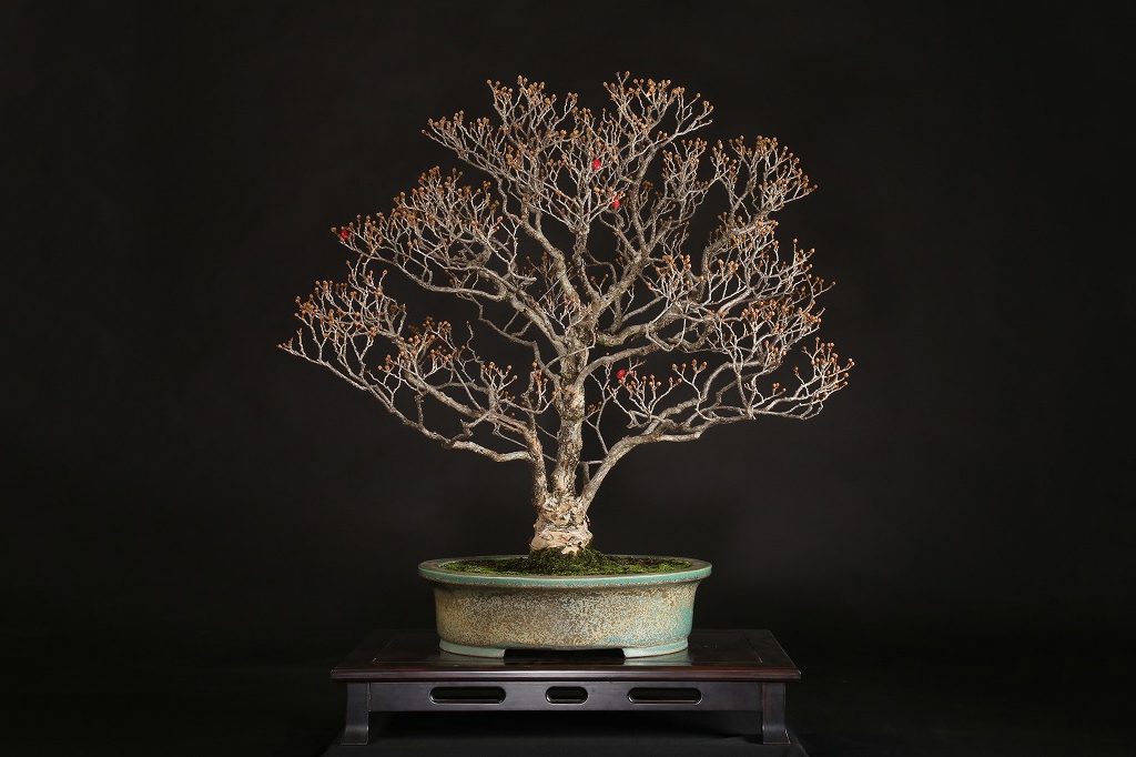 サンシュユ 約50年 | 雨竹亭オンラインショップ