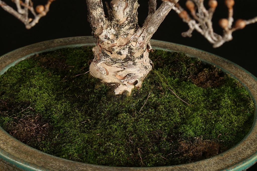 サンシュユ 約50年 | 雨竹亭オンラインショップ