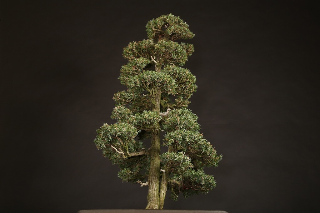 杜松 約70年 | 雨竹亭オンラインショップ