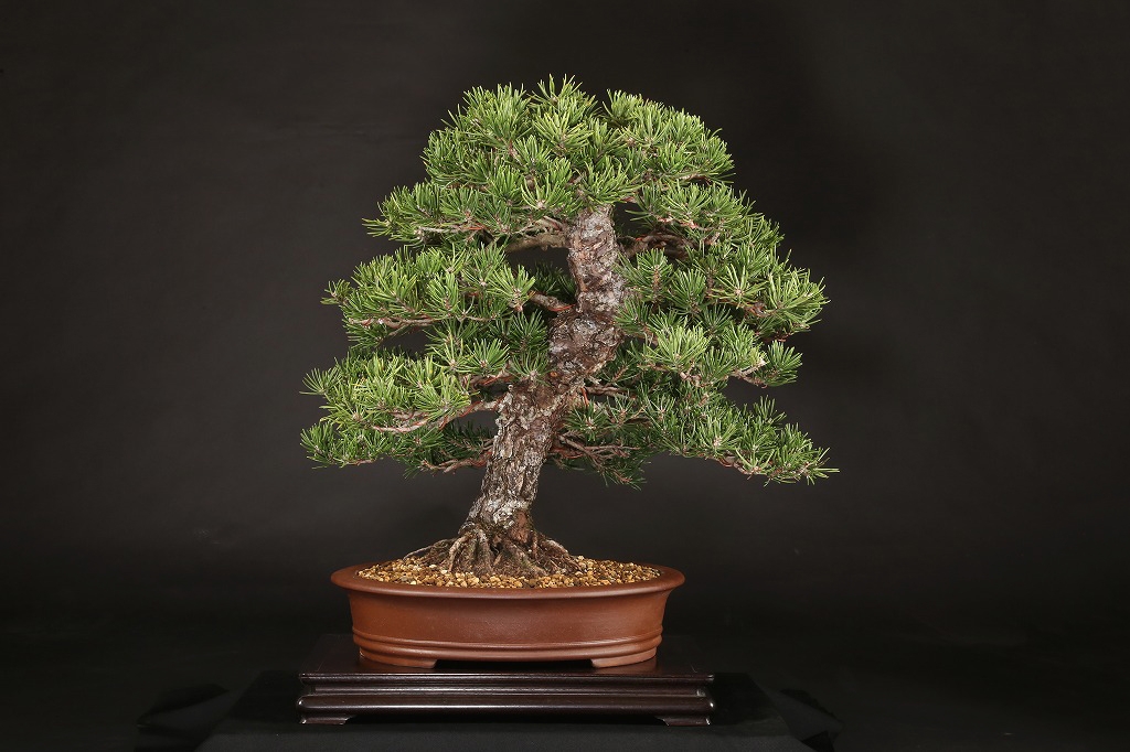 寸梢黒松 約60年 | 雨竹亭オンラインショップ