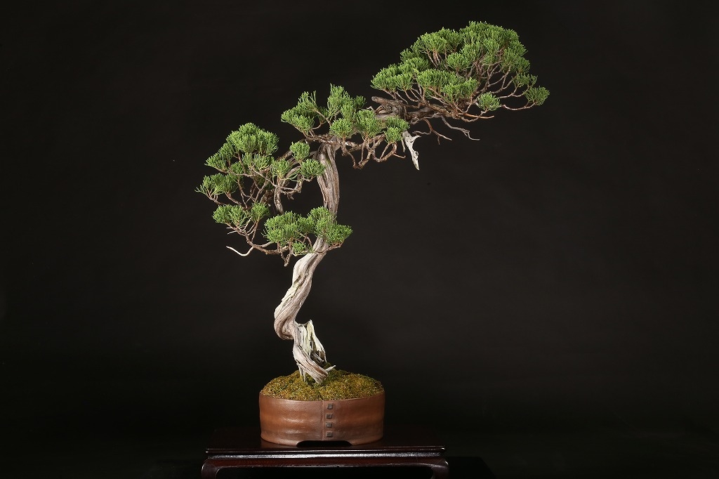 糸魚川真柏 約80年 | 雨竹亭オンラインショップ