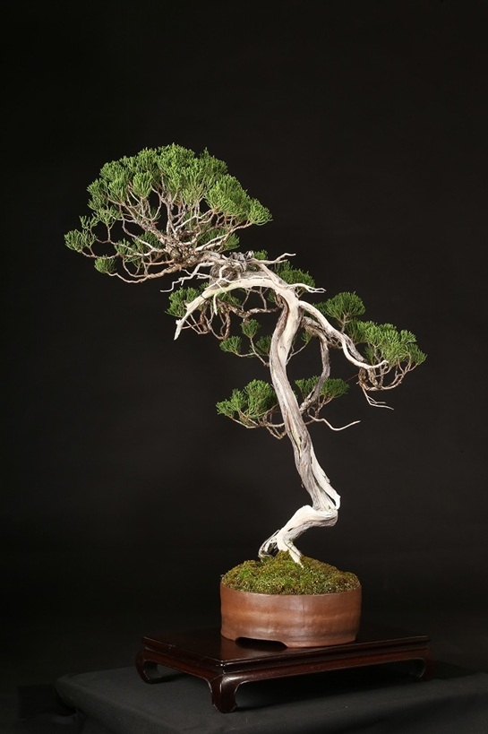 糸魚川真柏 約80年 | 雨竹亭オンラインショップ