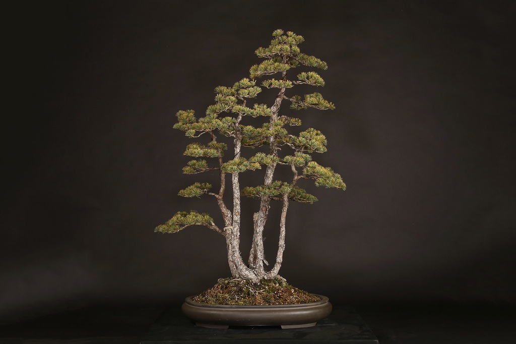 五葉松株立 約100年 | 雨竹亭オンラインショップ