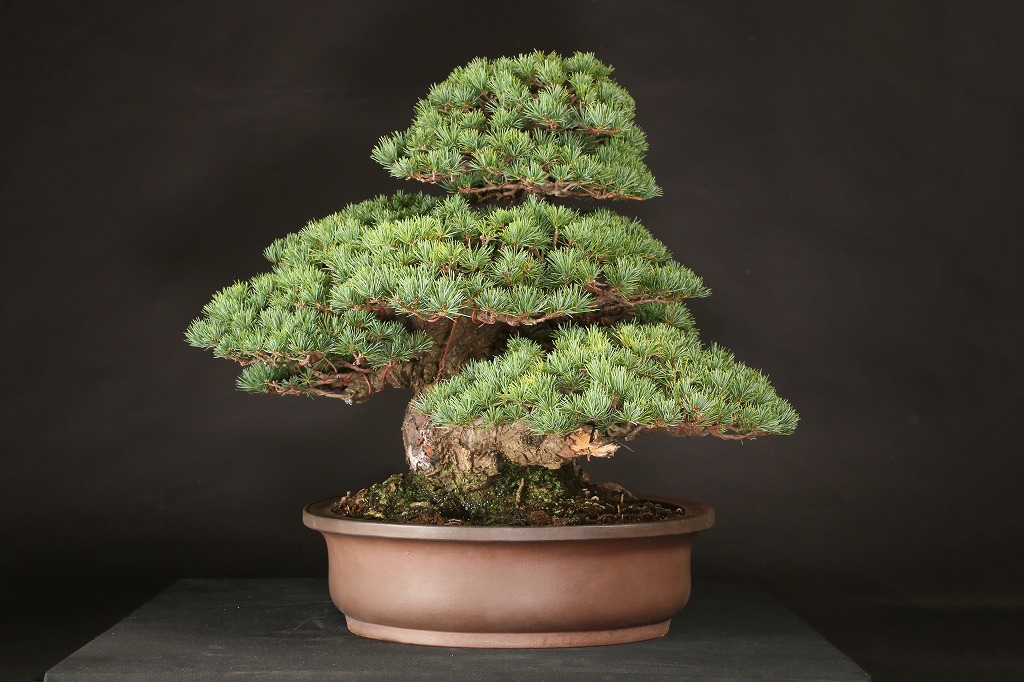 五葉松 (葵) 約75年 | 雨竹亭オンラインショップ