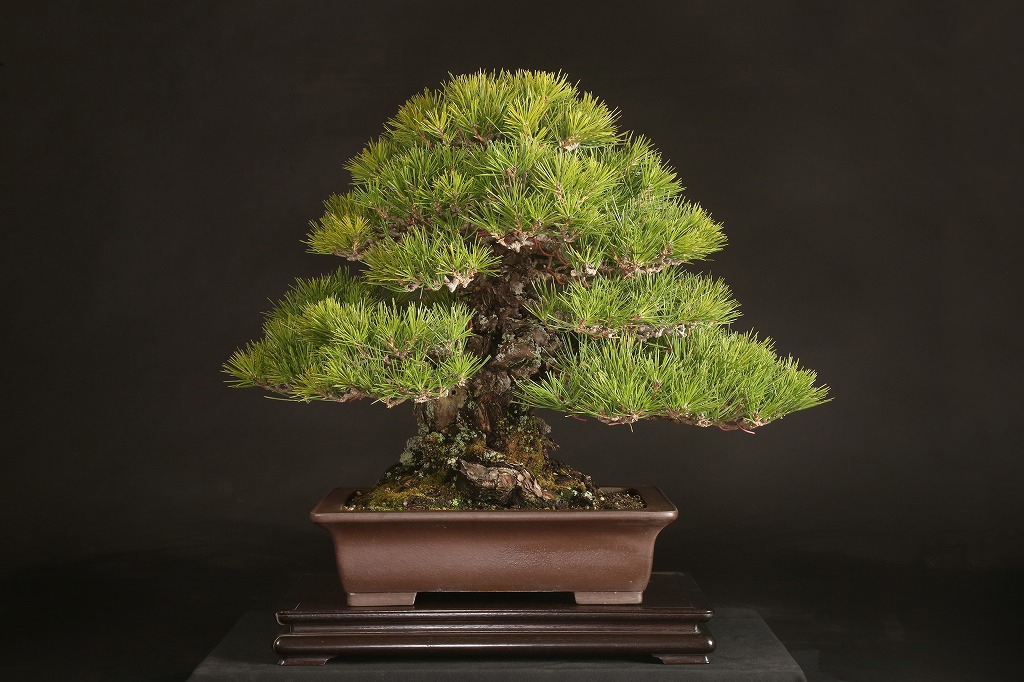 黒松 約80年 | 雨竹亭オンラインショップ