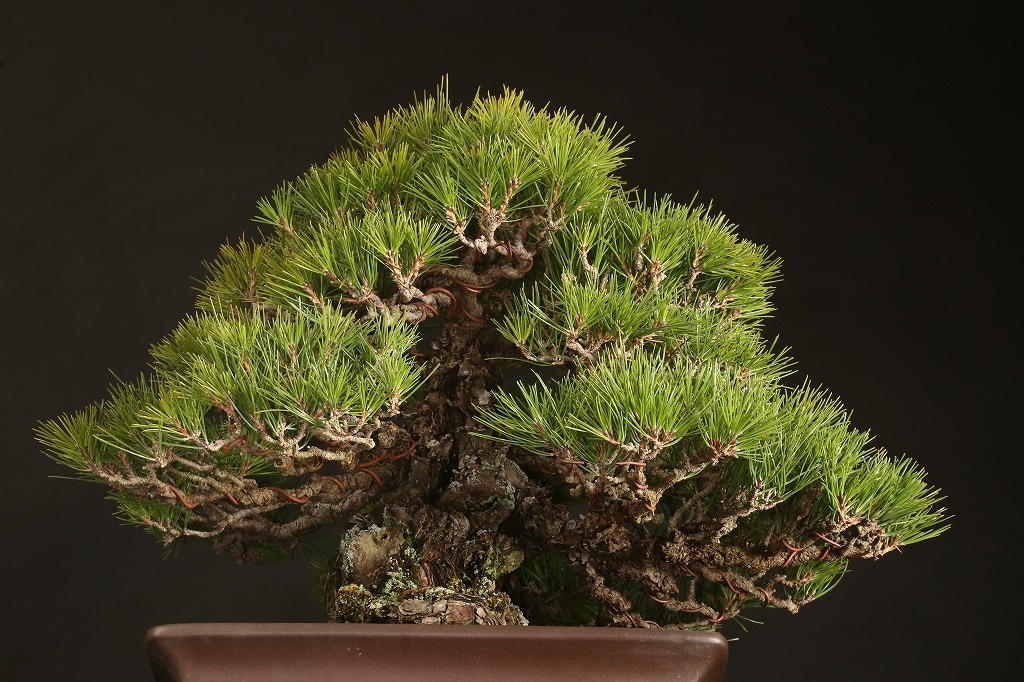 黒松 約80年 | 雨竹亭オンラインショップ