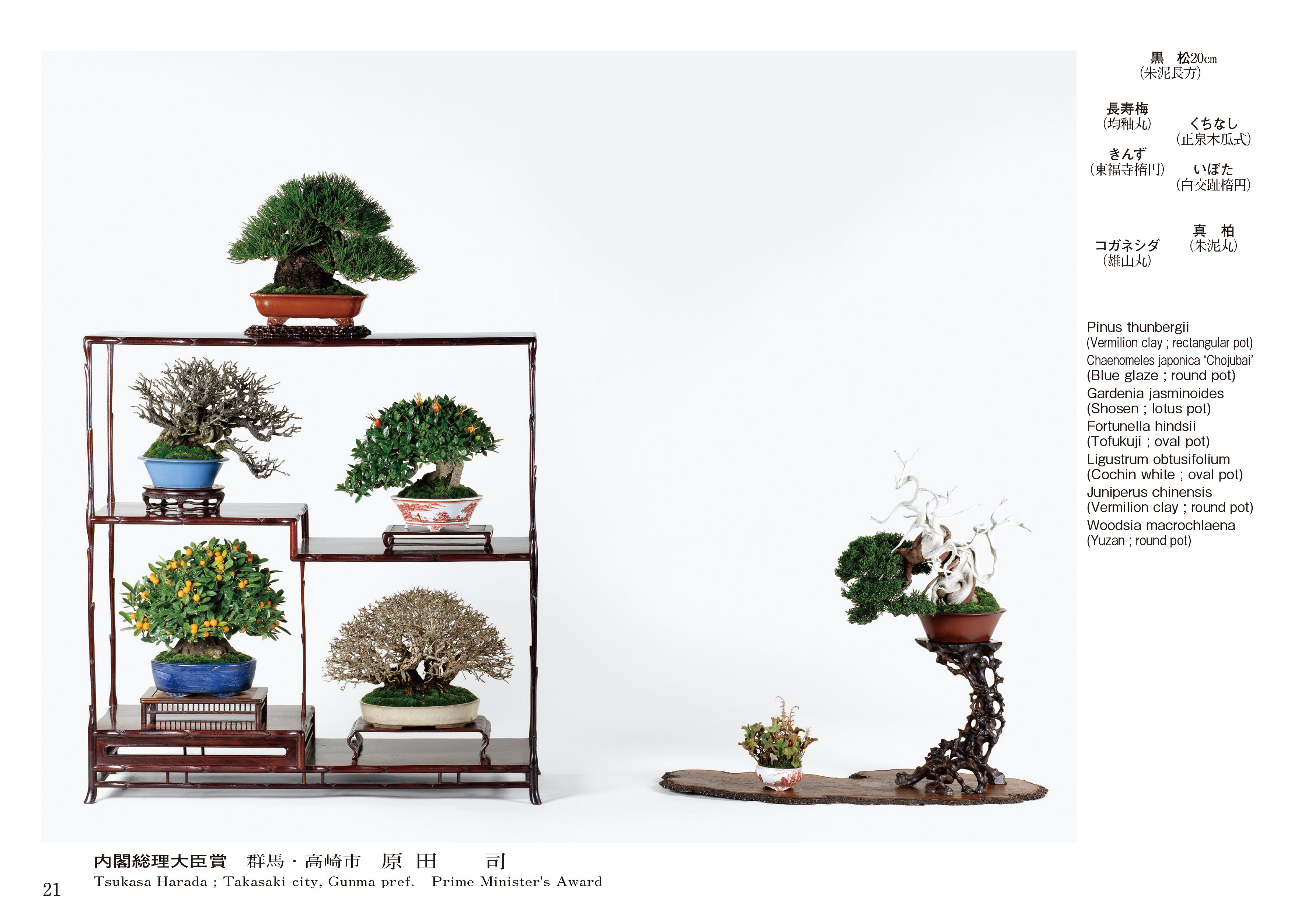 第50回 雅風展記念帖 | 盆栽、盆栽書籍、盆栽鉢の通販│近代出版