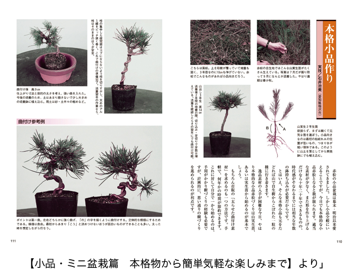 赤松の育て方 | 盆栽、盆栽書籍、盆栽鉢の通販│近代出版