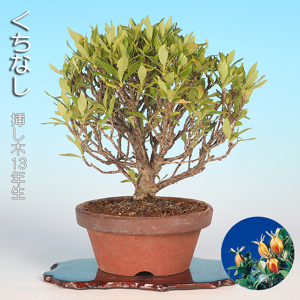 くちなし | 盆栽、盆栽書籍、盆栽鉢の通販│近代出版