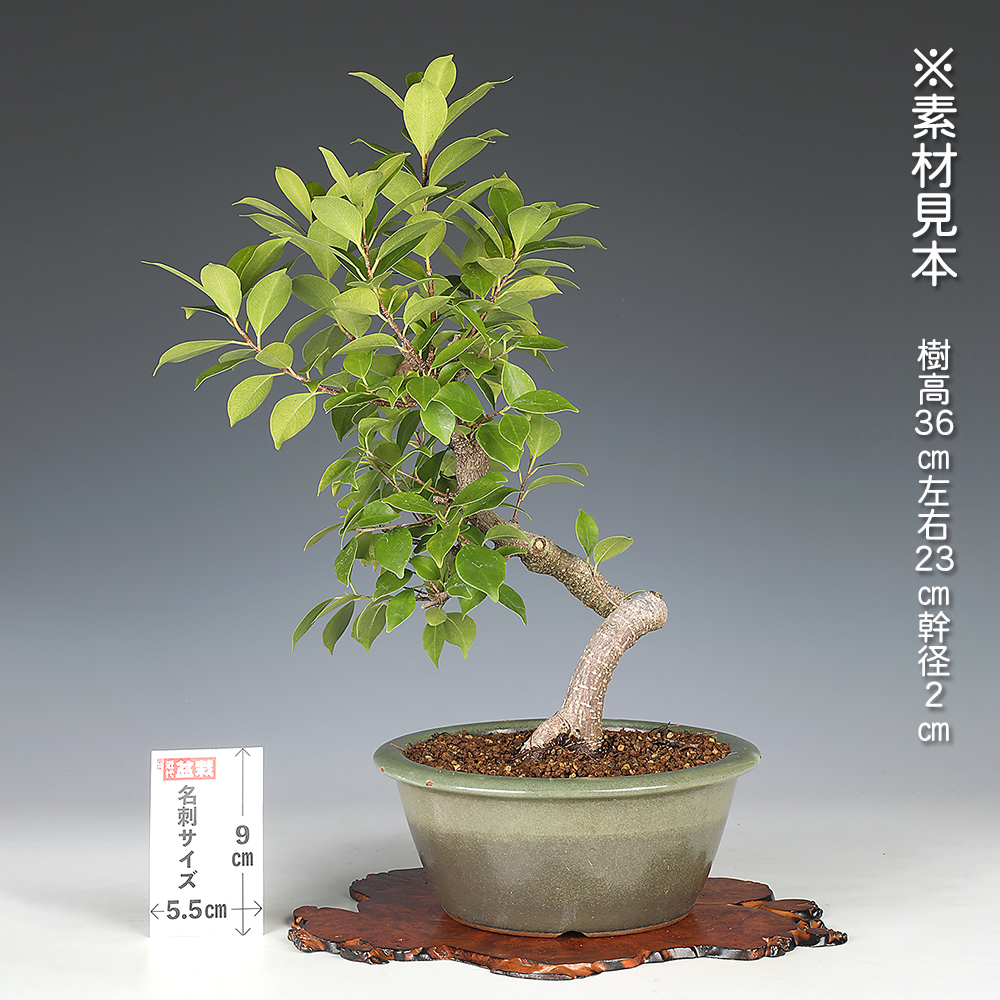 がじゅまる | 盆栽、盆栽書籍、盆栽鉢の通販│近代出版