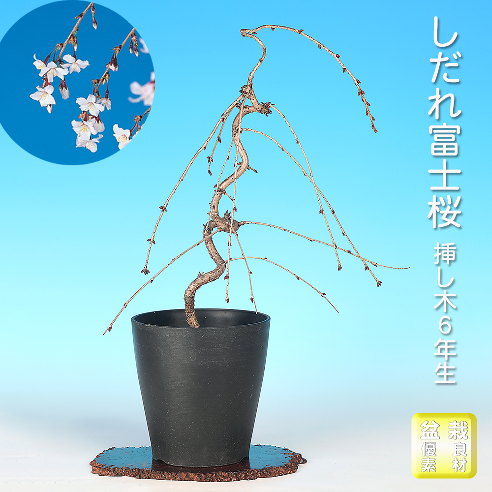 紫泥外縁胴紐楕円鉢 | 盆栽、盆栽書籍、盆栽鉢の通販│近代出版