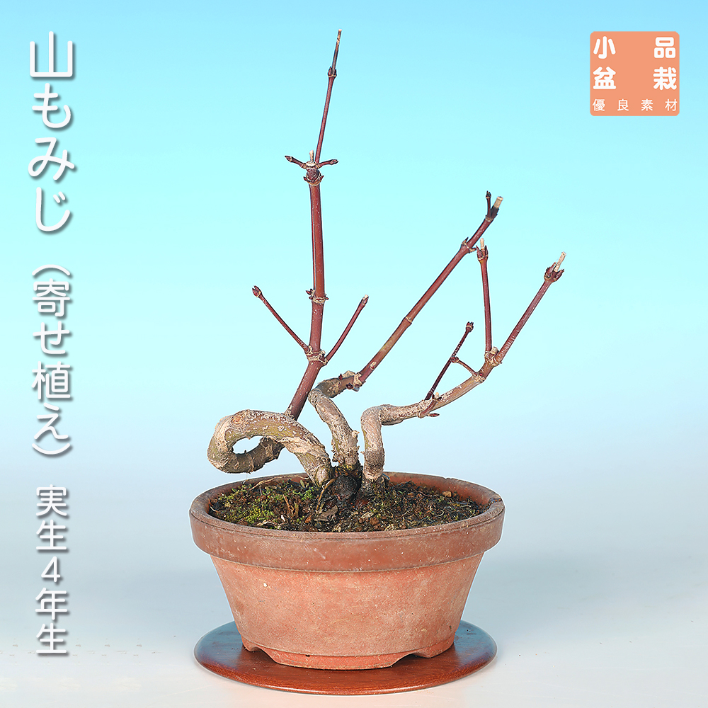 山もみじ（寄せ植え） | 盆栽、盆栽書籍、盆栽鉢の通販│近代出版