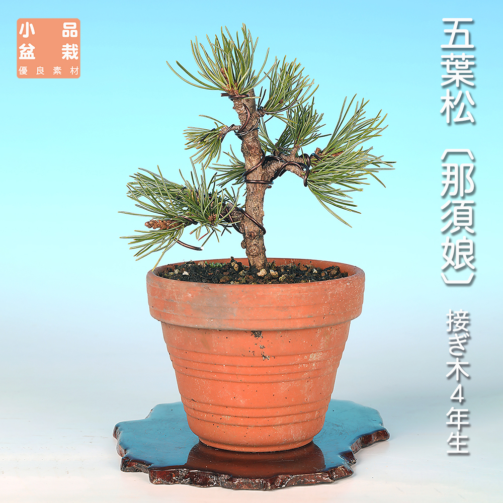 五葉松〔那須娘〕 | 盆栽、盆栽書籍、盆栽鉢の通販│近代出版