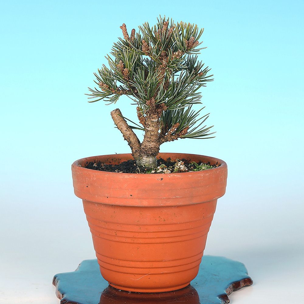 五葉松〔福娘〕 | 盆栽、盆栽書籍、盆栽鉢の通販│近代出版