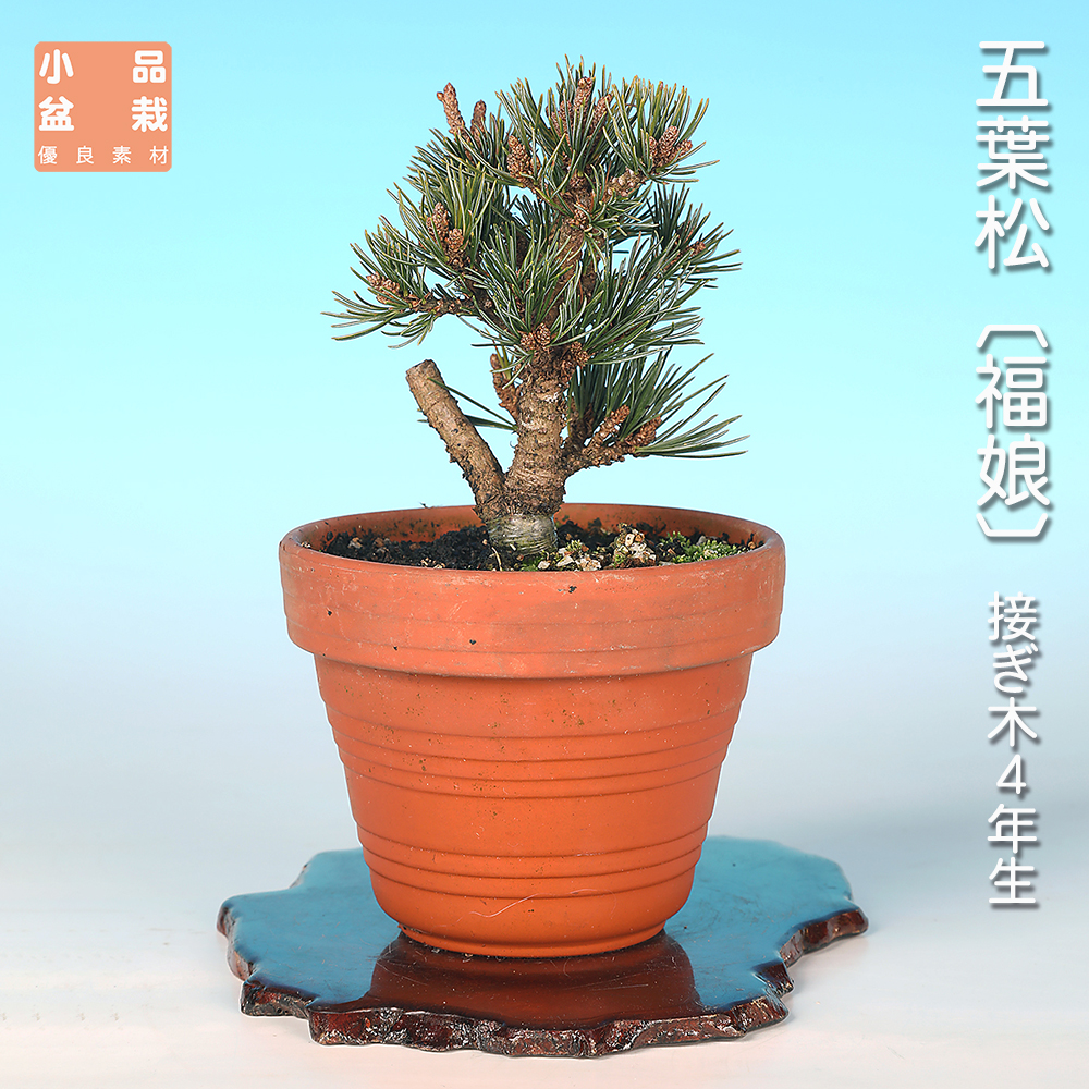五葉松〔福娘〕 | 盆栽、盆栽書籍、盆栽鉢の通販│近代出版