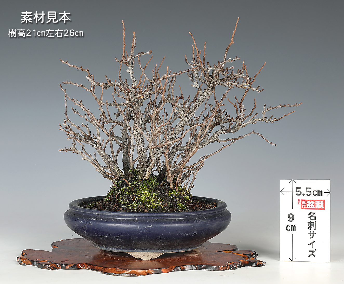 長寿梅 | 盆栽、盆栽書籍、盆栽鉢の通販│近代出版